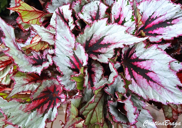 Begônia - Begonia rex