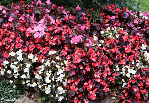 Begônia cerosa - Begonia semperflorens