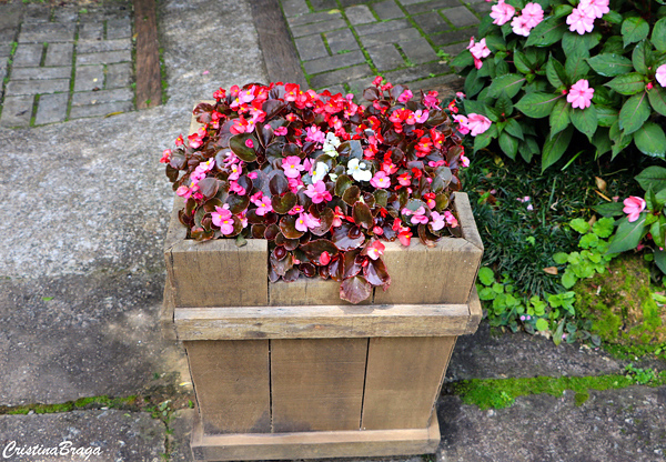 Begônia cerosa - Begonia semperflorens - Flores e Folhagens