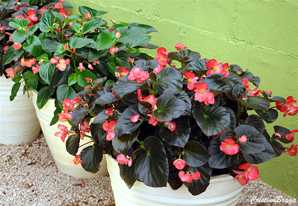 Begônia cerosa - Begonia semperflorens - Flores e Folhagens