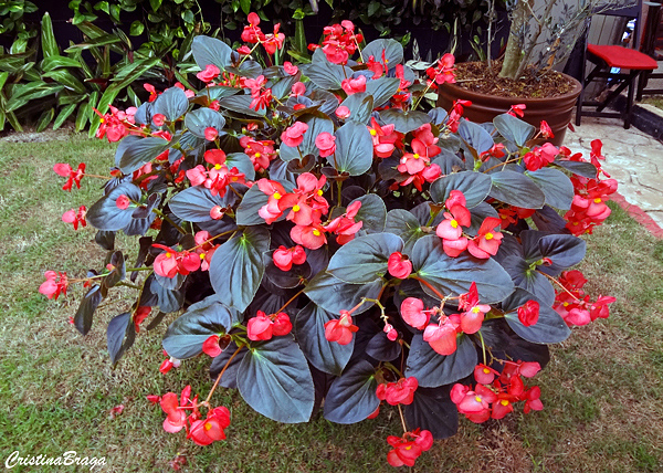 Begônia cerosa - Begonia semperflorens - Flores e Folhagens