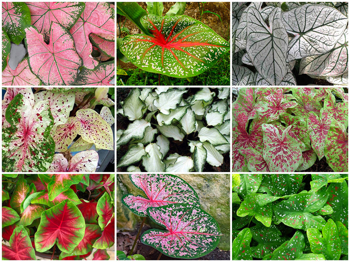 Caládio - Caladium x hortulanum