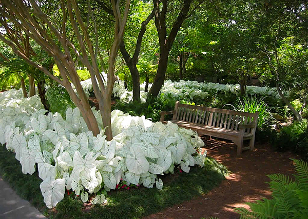 Caládio - Caladium x hortulanum