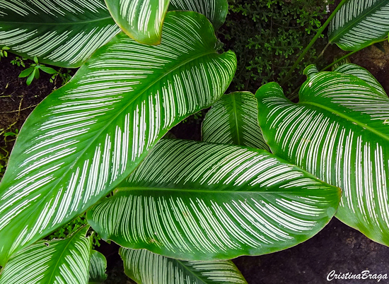 Calatheas ou Marantas