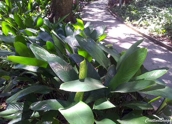 Calatheas ou Marantas