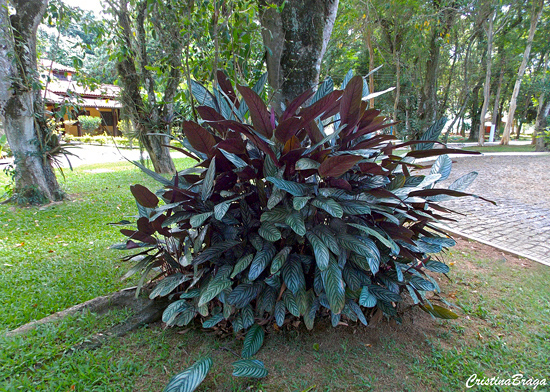 Calatheas ou Marantas