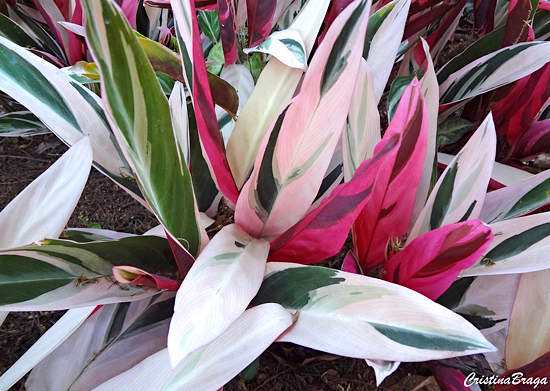 Calatheas ou Marantas