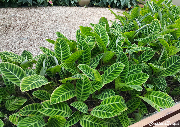 Calatheas ou Marantas