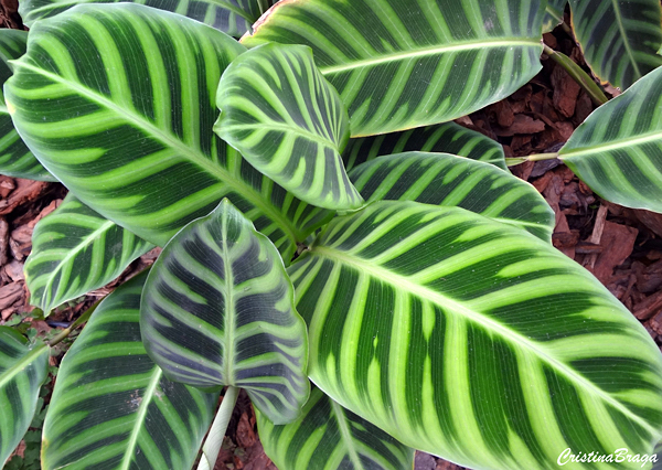 Calatheas ou Marantas