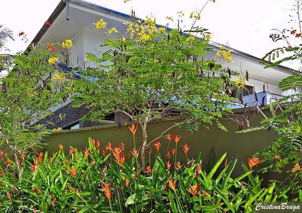 Flamboyanzinho - Caesalpinia pulcherrima