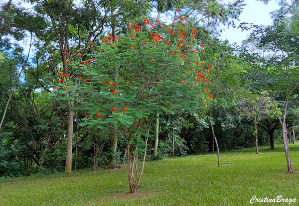 Flamboyanzinho - Caesalpinia pulcherrima