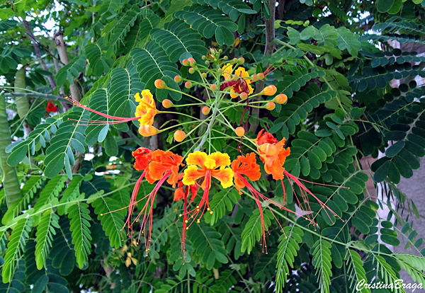 Flamboyanzinho - Caesalpinia pulcherrima