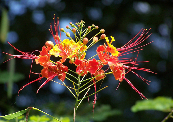 Flamboyanzinho - Caesalpinia pulcherrima