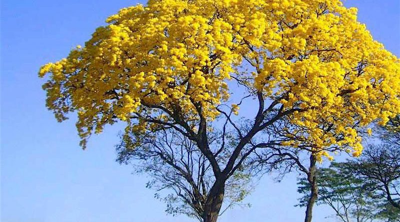 Ipê Amarelo - Flores e Folhagens