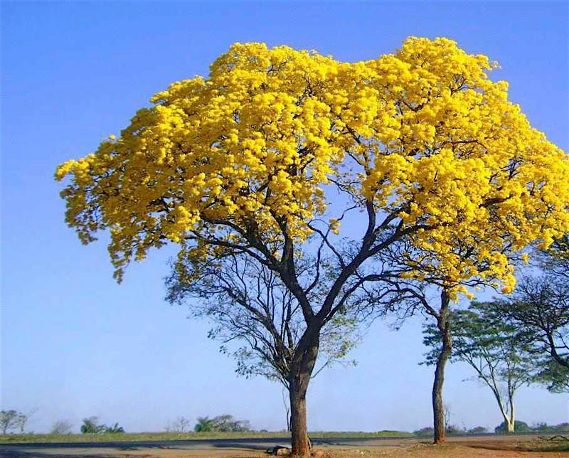 Ipê Amarelo - Flores e Folhagens