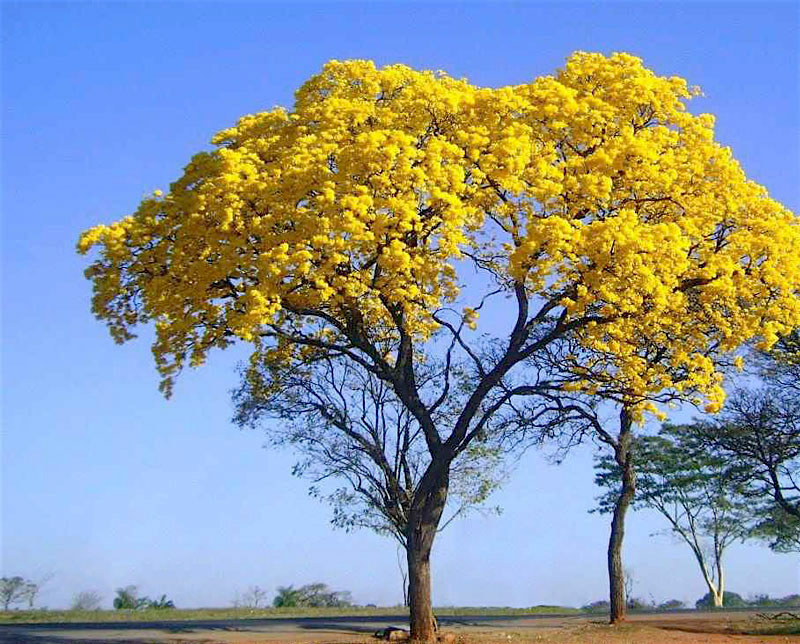 Ipê Amarelo