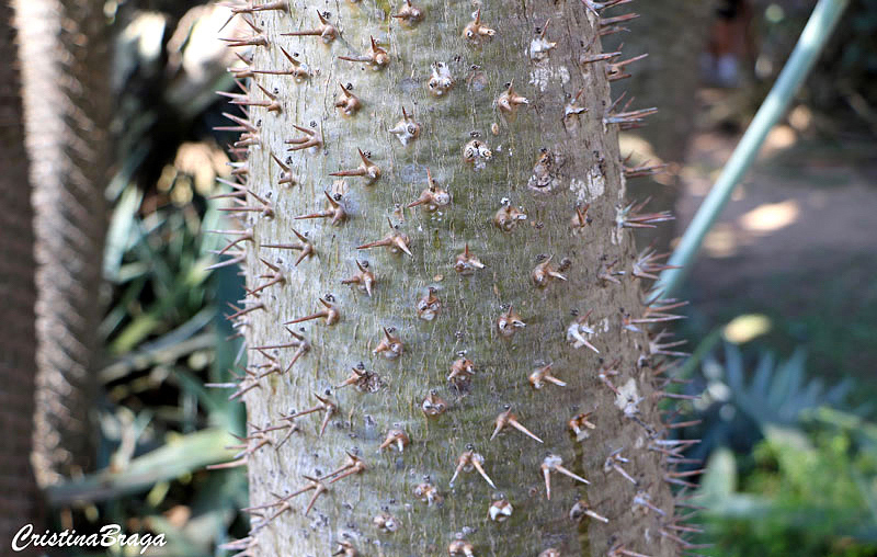 Palmeira de Madagascar - Pachypodium lamerei