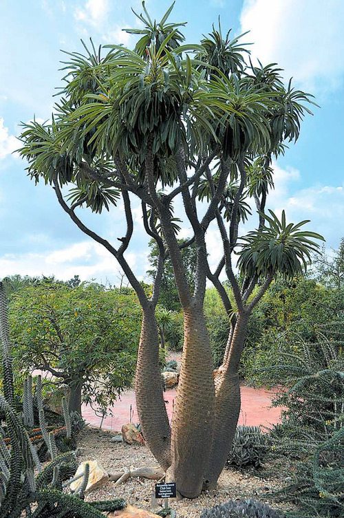 Palmeira de Madagascar - Pachypodium lamerei