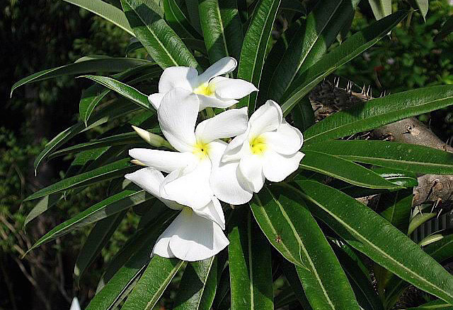 Palmeira de Madagascar - Pachypodium lamerei