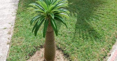 Palmeira de Madagascar - Pachypodium lamerei - planta no jardim