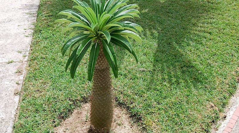 Palmeira de Madagascar - Pachypodium lamerei - planta no jardim