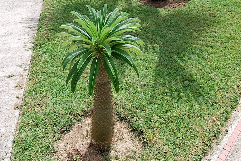 Palmeira de Madagascar - Pachypodium lamerei