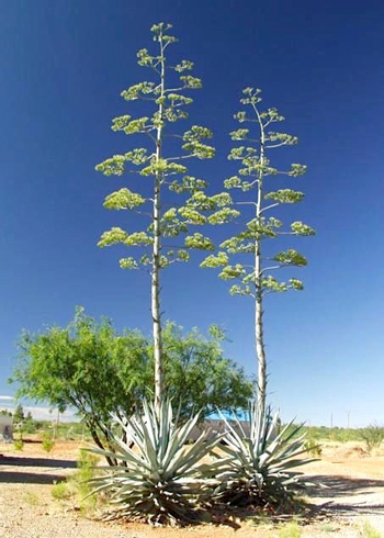 Piteira do caribe - Agave angustifolia - Flores e Folhagens