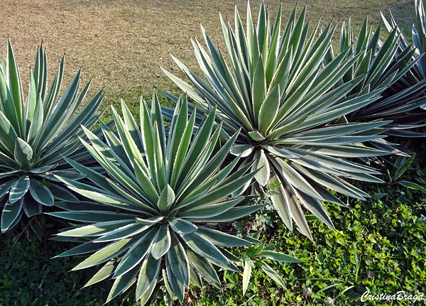 Piteira do caribe - Agave angustifolia