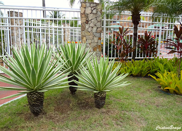 Piteira do caribe - Agave angustifolia