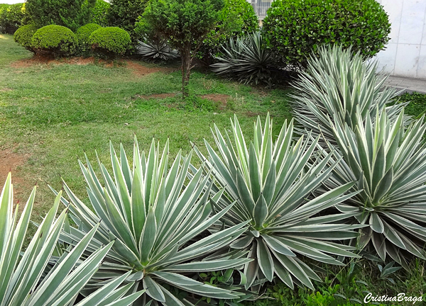 Piteira do caribe - Agave angustifolia