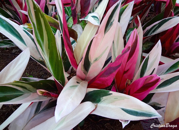 Tipos de Calatéias - Calathea