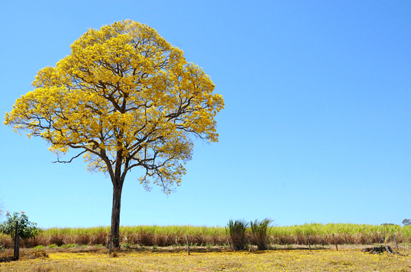 Tipos de Ipê Amarelo - Tabebuia - Flores e Folhagens