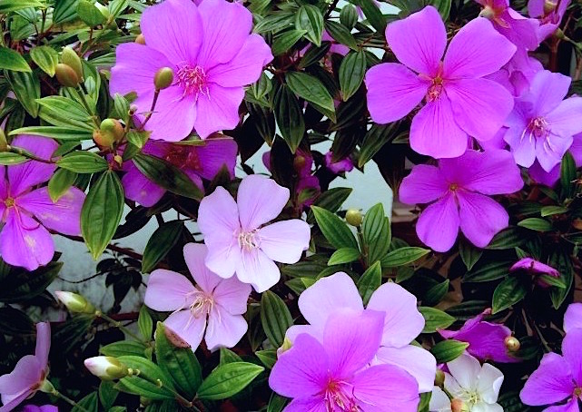 Manacá da Serra Anão - Tibouchina mutabilis "Nana"