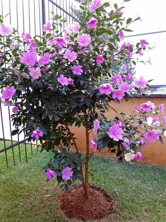 Manacá da Serra Anão - Tibouchina mutabilis "Nana"