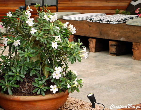 Rosa do deserto - Adenium obesum