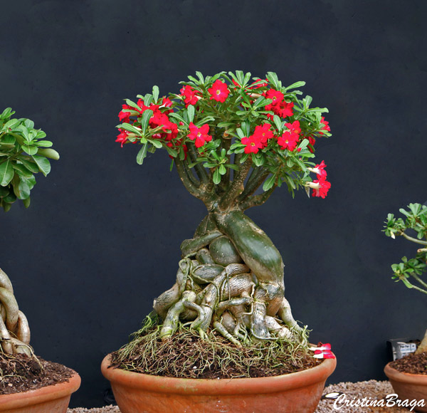 Rosa do deserto - Adenium obesum