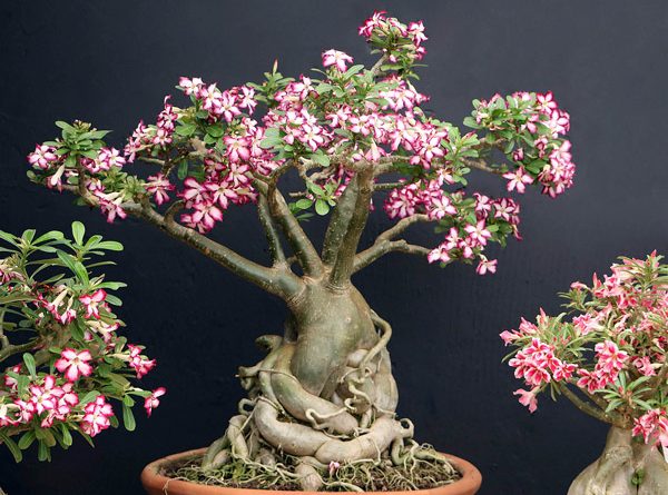 Rosa do deserto - Adenium obesum - Flores e Folhagens