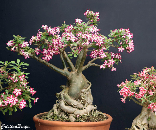 Rosa do deserto - Adenium obesum