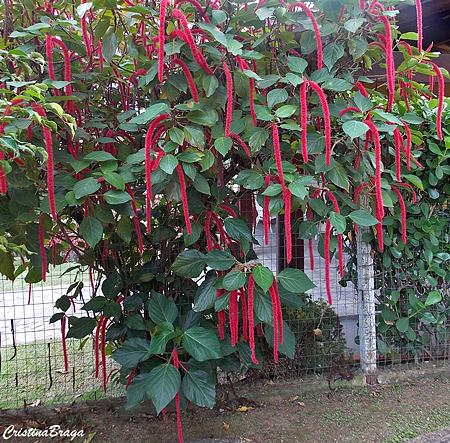 Acalifa macarrão - Acalypha hispida