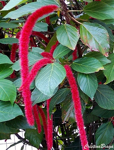 Acalifa macarrão - Acalypha hispida