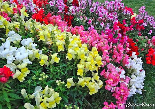 Boca de leão - Antirrhinum majus