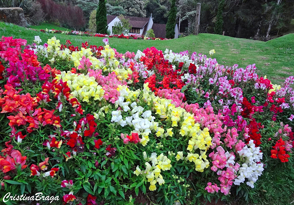 Boca de leão - Antirrhinum majus