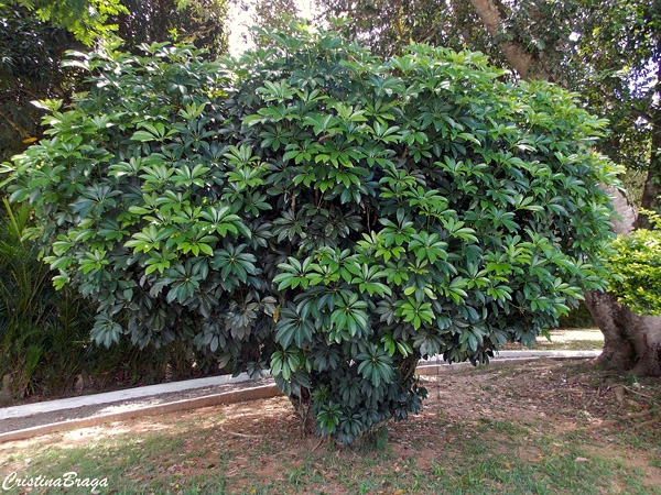 Cheflera - Schefflera Arboricola