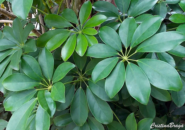 Cheflera - Schefflera Arboricola