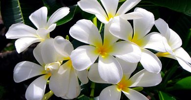 Jasmim manga – Plumeria rubra