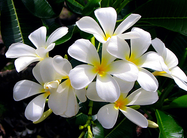 Jasmim manga - Plumeria rubra - Flores e Folhagens