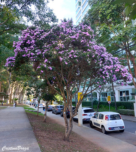 Manacá da Serra Anão