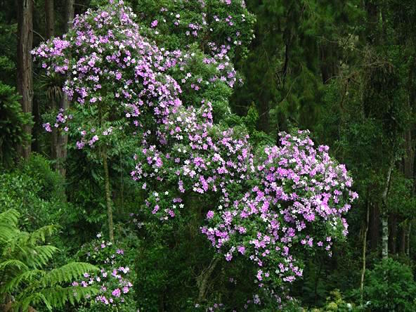 Manaca da Serra - Tibouchina mutabilis