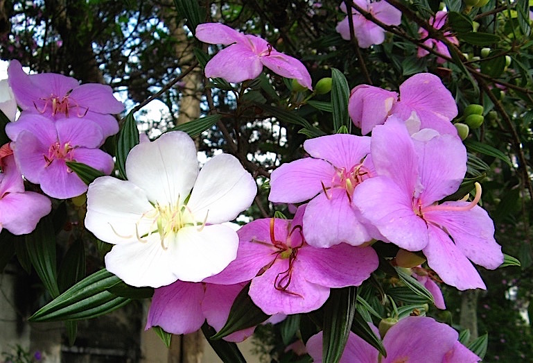 Manacá da Serra - Tibouchina mutabilis - Flores e Folhagens