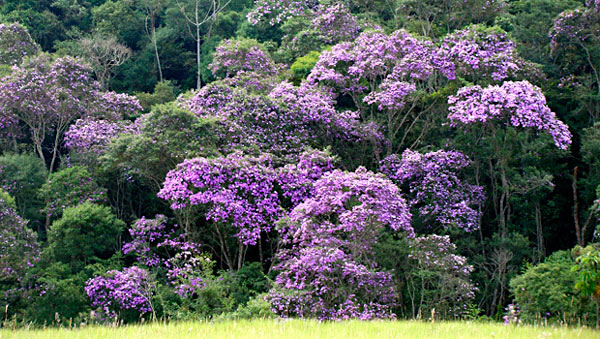 Manaca da Serra - Tibouchina mutabilis